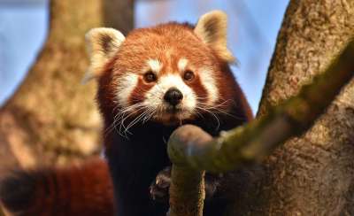 小熊猫 猫熊 熊猫 小白兔 捕食者 哺乳动物 喜马拉雅山