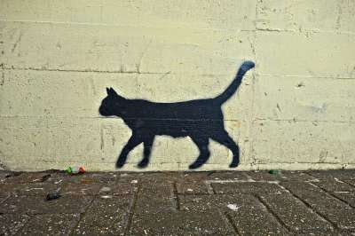 猫 黑猫 涂鸦 街头艺术 墙 墙体艺术 画 喷 城市的