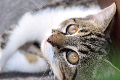 猫 家畜 家猫 动物 年轻的猫 野生动物 可爱的 肖像 猫眼