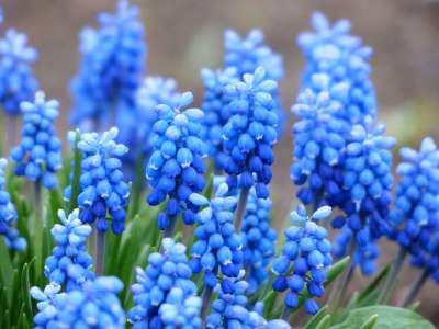 葡萄风信子 开花 花 蓝色的 观赏植物 园林植物 风信子 芦笋