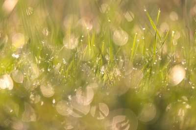 草 草地 绿色 太阳 反射 水 露 露珠 特写 闪亮的
