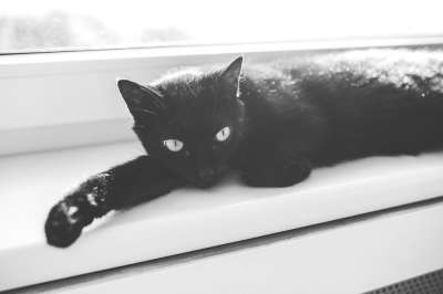 猫 黑色的 眼睛 动物 说谎 看着 看