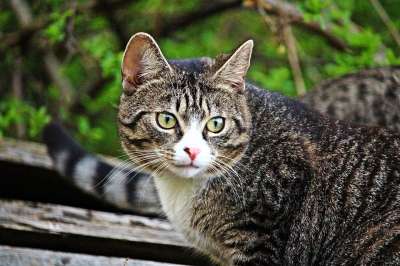 猫 虎猫 老虎 家猫 家畜 宿醉