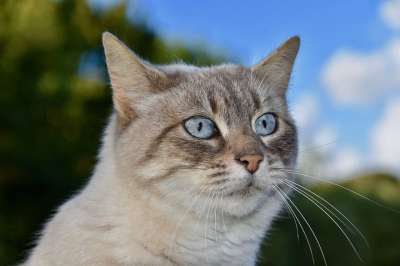猫 欧洲短毛猫 宠物 猫科动物 国内的猫 胡须 小猫 动物