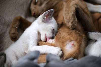 猫 小猫 哺乳 乳头 暹罗 梦想 舌头 梦 喝 吮吸 亲近