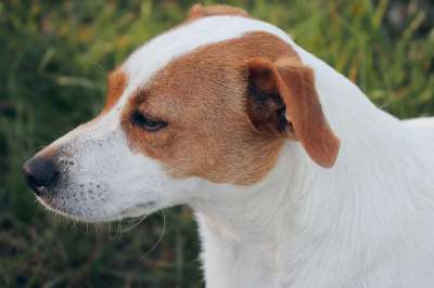 动物 狗 哺乳动物 家畜 品种 鼻子 杰克罗素 肖像 家犬