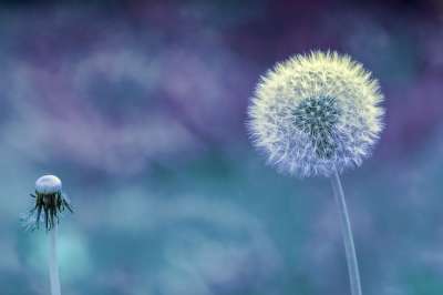 蒲公英 植物 关闭 宏 自然 开花 尖花 种子 蒲公英种子