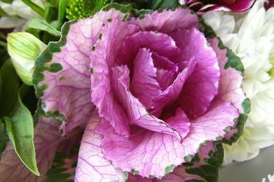 装饰白菜 玫瑰花结 花束 Kapustka 花朵 紫色 花 花园