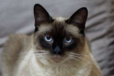 猫 宠物 暹罗 精灵 复活节