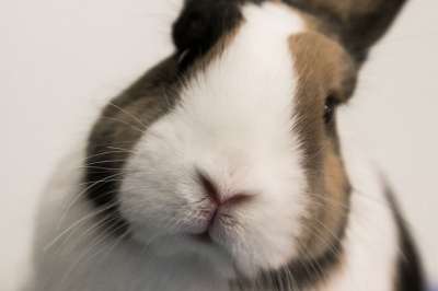 动物王国 哺乳动物 猫咪 可爱的 宠物 兔子 动物 甜的