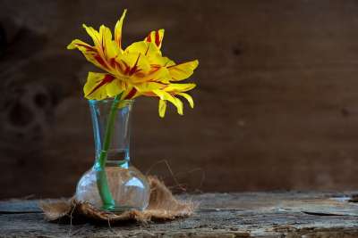 郁金香 花 开花 黄色红色 花瓶 玻璃 装饰 开放的花
