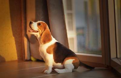 小猎犬 小狗 狗 可爱 首页 很好的