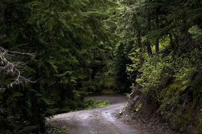 森林 树木 绿色 阳光 路 小路 旅行 自然 环境 夏天
