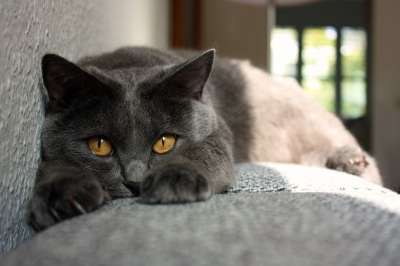 交易所Chartreux 猫 动物 家畜 迦太基