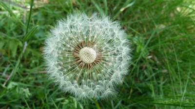 狮子牙 蒲公英白鹭 蒲公英 鲜花 自然 宏 春天 植物 结构