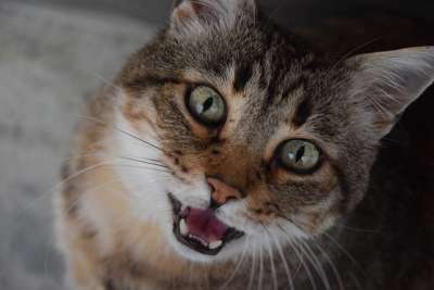猫 家畜 猫科动物 看 叫声 喵喵 条纹猫 肥猫 灰猫 胡同猫