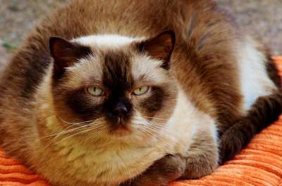 猫 英国短毛猫 家猫 家畜 猫脸 可爱的