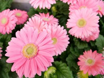 花 植物群 自然 花瓣 花的 盛开 叶子 开花 红色的