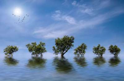 自然 夏天 湖 反射 树 水 景观