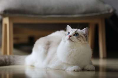 猫 动物 宠物