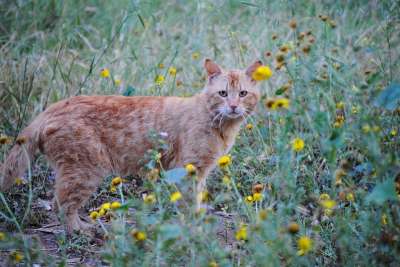 姜黄色的猫 花丛中的猫 猫春天的花朵 猫 生姜 宠物 动物 国内的