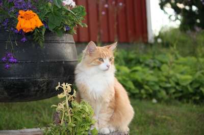 猫 宠物 可爱猫咪 毛皮 家猫