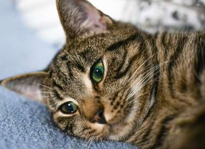 动物 猫 可爱的 宠物 哺乳动物 肖像 毛皮 小猫 国内的