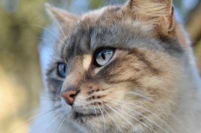 猫 肖像猫 欧洲猫 猫Nala 女性 猫蓝色的眼睛 胡同猫 动物