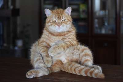 猫 生姜 有条纹的 有趣的 姿势 恶劣 视线 眼睛 严格的