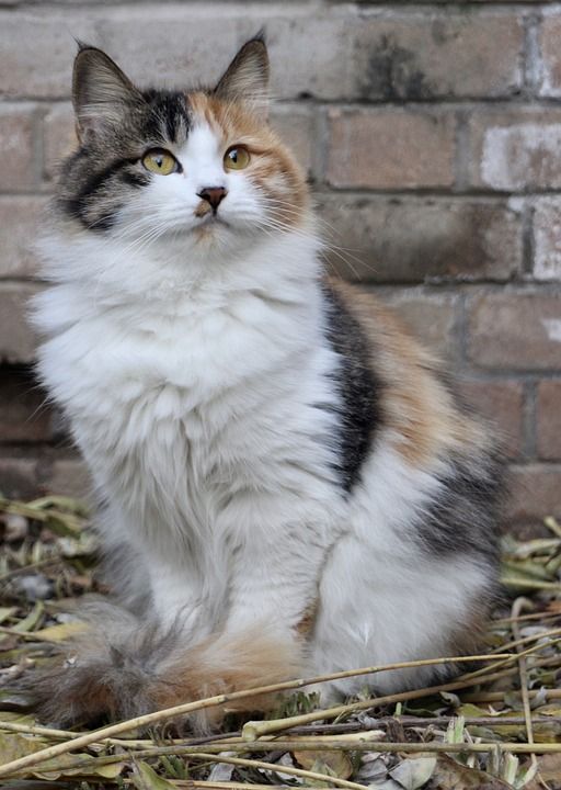 猫 宠物 猫科动物 动物 毛皮 基蒂 国内的 国内的猫 猫肖像