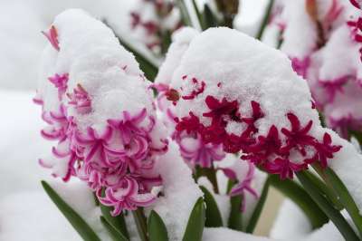 风信子 开花 花 雪 春天 下雪的 寒冷的 霜 冬天