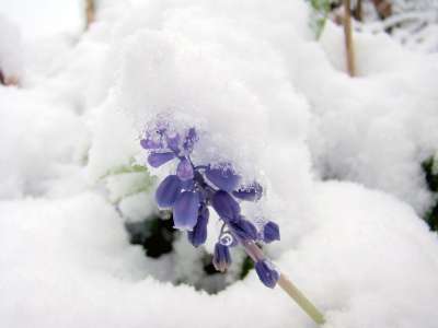 雪 冬天 凉爽的 花 冻结