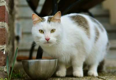 猫 哺乳动物 可爱的 动物 家畜 小猫 坐 动物肖像 家猫