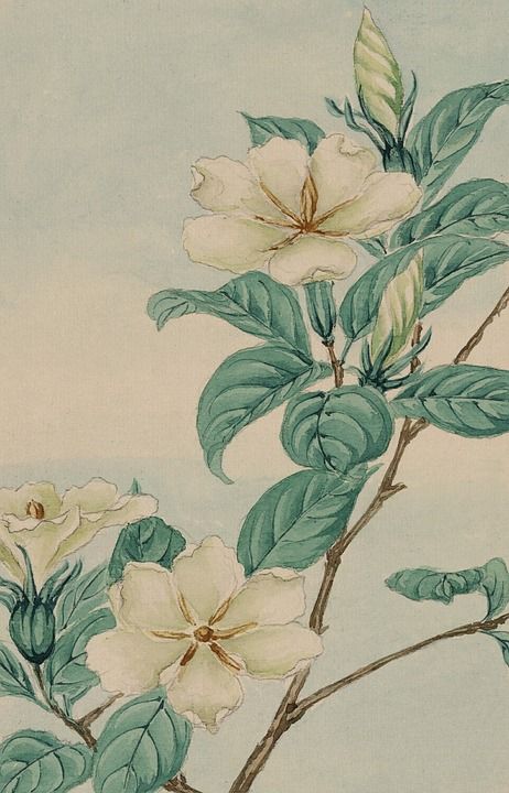 优质的 水彩 绘画 打印 绘 艺术 日本人 植物 自然 植物学