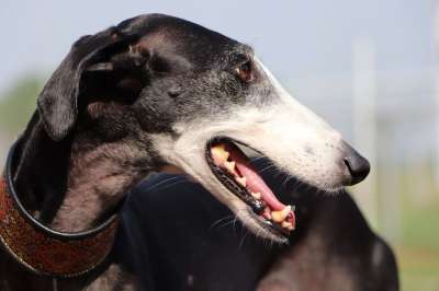 西班牙平涂 西班牙灵狮 快狗 长的狗 Galgo 灵缇犬 猎犬
