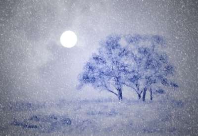 冬季景观 树木 雪 月亮 降雪 暴风雪