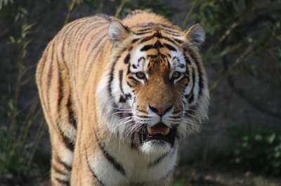 老虎 动物 动物园 捕食者 生物多样性 野猫