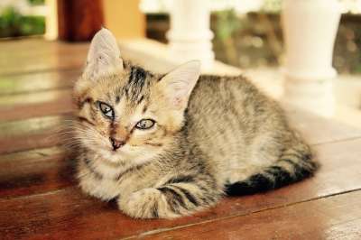 猫 小猫 猫宝宝 可爱的 家畜 家猫 动物 宿醉 幼兽