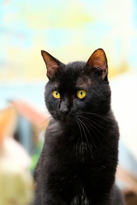猫 黑色的 黑猫