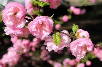 杏仁蛋糕 灌木 粉红色的花朵 春天 盛开 花 植物 性质