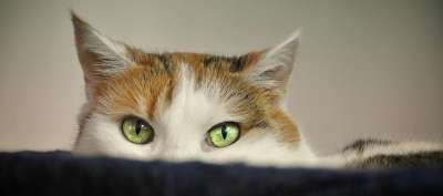 猫 动物收容所 害羞的 恐惧 动物福利 家猫 家畜 肖像 动物