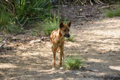 野狗 狗 动物 荒野 野生动物 澳大利亚人 犬类 棕色