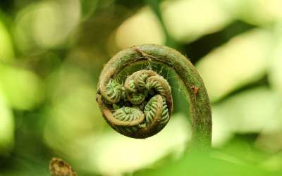 自然 绿色 有天赋的人 草 环境 森林 全球的 环境的 荒野