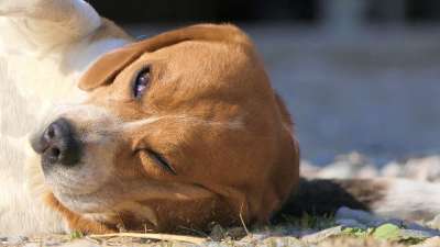 高清壁纸 狗 躺在 疲倦 眼 眼睛 肖像 比格犬 棕色的 动物