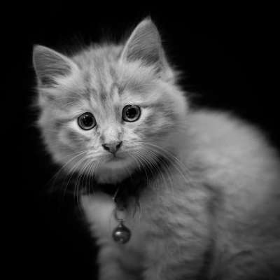 肖像 小猫 猫 宠物 可爱的 动物 眼睛 脸 毛皮 猫科动物
