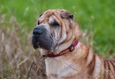 狗 沙皮犬 肖像