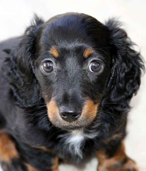 腊肠犬 小狗 小型的 长发 宠物 犬类 可爱的 狗 谱系