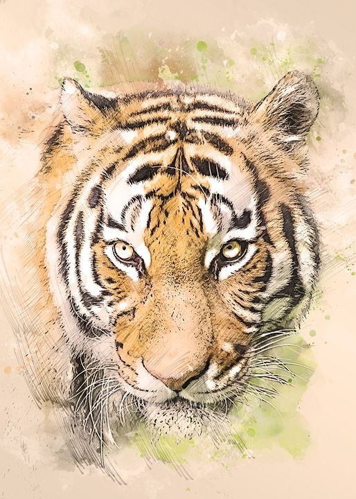 老虎 虎头 肖像 捕食者 猫 猫科动物 野生动物 绘画 摄影艺术