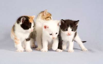 猫 动物 眼睛 宠物 小猫 可爱的 肖像 国内的 俏皮的 甜的
