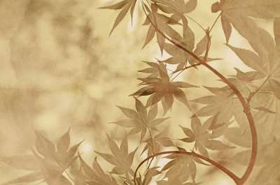 竹子 植物 绿色 树叶 禅宗 日本人 热带 树 中国人 亚洲